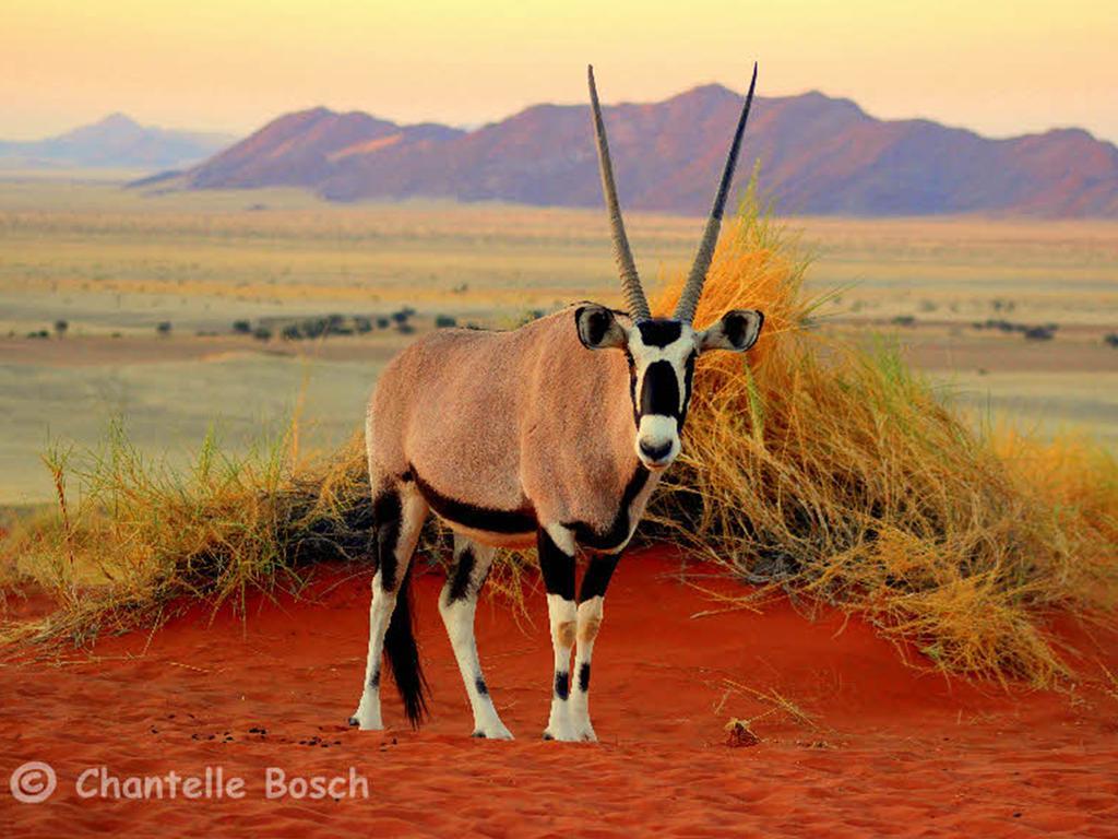 Gondwana Namib Desert Lodge Solitaire Buitenkant foto